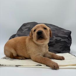 Yellow - Yellow female Labrador Retriever puppy in Heath Springs, South Carolina from Rich Hill Retrievers