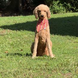 Riley - Poodle