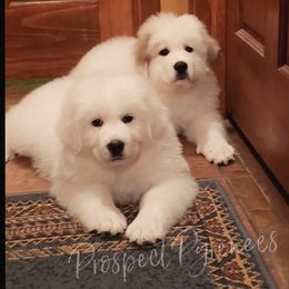 Great Pyrenees Puppies from Prospect Pyrenees