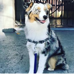 Miniature Australian Shepherd and Toy Australian Shepherd All Grown Up from 2Lazy2P Mini Aussies