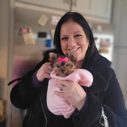 Yorkshire Terrier Puppies from Wendy's AKC Darlings Hudson Valley