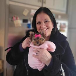 Yorkshire Terrier Puppies from Wendy's AKC Darlings Hudson Valley