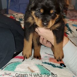 Rottweiler Puppies from vom Helligkeit