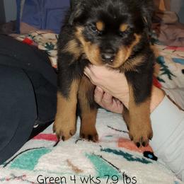 Rottweiler Puppies from vom Helligkeit
