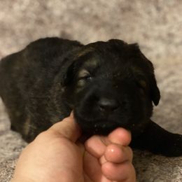 German Shepherd Puppies from Eisenkraft K9’s