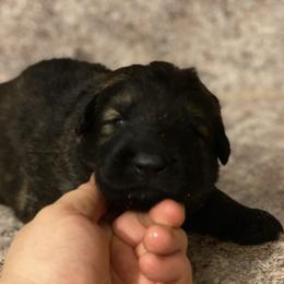 German Shepherd Puppies from Eisenkraft K9’s