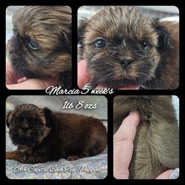 Marcia - Sable female Shih Tzu puppy in Maize, Kansas from Air Capital Shih Tzu Puppies