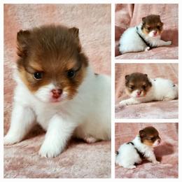 Parti Princes - Chocolate parti female Pomeranian puppy in Forsyth, Illinois from Amazing Grace Pomeranians