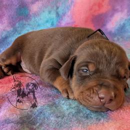 Male 5 - Black Collar - Red and rust male Doberman Pinscher puppy in Spencer, Indiana from Jackson's Dobermans