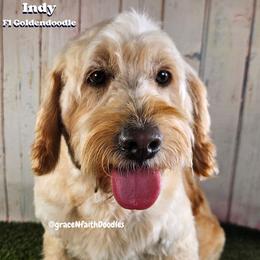 Indy - Goldendoodle