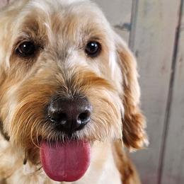 Indy - Goldendoodle