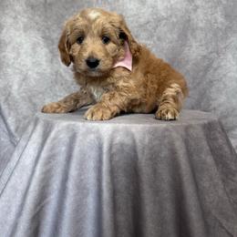 Pink Female- MiniGoldendoodle - Apricot female Goldendoodle puppy in Piedmont, South Carolina from The Farm at Saluda Ridge