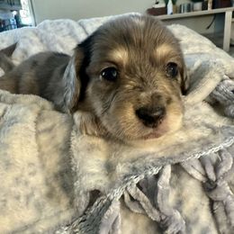 Girl 1 - Dapple female Dachshund puppy in Snow Camp, North Carolina from V's Southern Angels