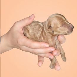 Golden Boy 5 - Apricot male Goldendoodle puppy in Milton, Florida from Sutton Place Doodles
