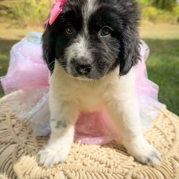 Assorted Doodle Crosses, Newfoundland, and Sheepadoodle Puppies from Sweet Creek Pups