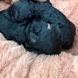 Storm - Black male Poodle puppy in Monetta, South Carolina from Moonrise Poodles