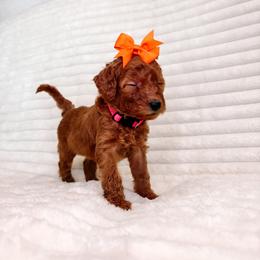 F1B Goldendoodle Summer - Red  female Goldendoodle puppy in Redding, California from Casa Delarosa Collective Poodles & Doodles
