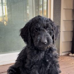 Yellow - Black Goldendoodle puppy in Spokane, Washington from A1Doodles