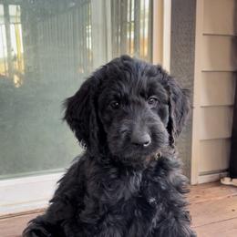 Yellow - Black Goldendoodle puppy in Spokane, Washington from A1Doodles
