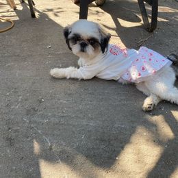 Lexie - Shih Tzu