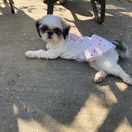 Lexie - Shih Tzu