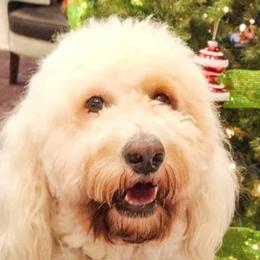 Lucky - Goldendoodle