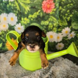 Neptune - Black tri-color male Aussiedoodle puppy in Prescott Valley, Arizona from Ramirez Family Doodles