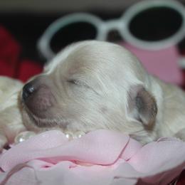 Maltipoo puppies from Brew House