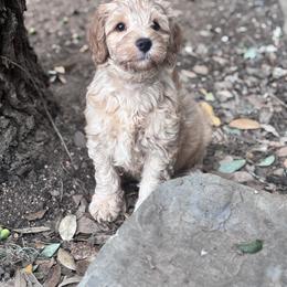 HADLEY - Apricot female Labradoodle puppy in Manchaca, Texas from Heartrock Labradoodles