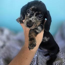 Star - Dapple female Dachshund puppy in Riverdale, Utah from Behive Doxies