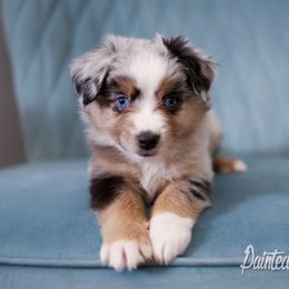 Australian Shepherd, Miniature American Shepherd, Miniature Australian Shepherd, and Toy Australian Shepherd Puppies from Painted Blue Aussies