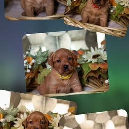 4th pick male puppy - Yellow male Labrador Retriever puppy in Twin Falls, Idaho from Whispering White Pines Labradors