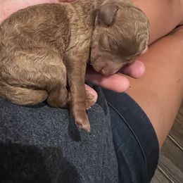Boykin Spaniel and Goldendoodle Puppies from Double Shot Boykins