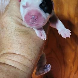 Male 6 - White and brindle male American Bulldog puppy in Xenia, Ohio from Bingham's Bulldogs LLC
