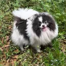 BELLA - Pomeranian