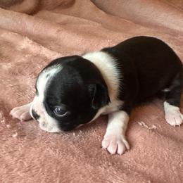 Girl 1 Darcy - Black and white female Boston Terrier puppy in Brookville, Ohio from Best Friend Bostons