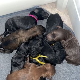 Double Doodle and Goldendoodle Puppies from Ohio Designer Doodles