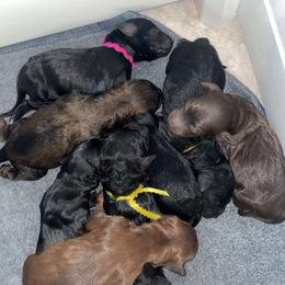 Double Doodle and Goldendoodle Puppies from Ohio Designer Doodles