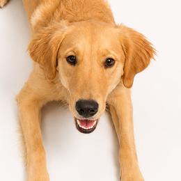 Golden Retrievers from Golden Roots Retrievers