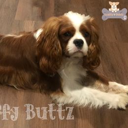 Jerry - Cavalier King Charles Spaniel