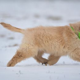 Golden Retriever Puppies from SUN-GOLDEN KENNELS