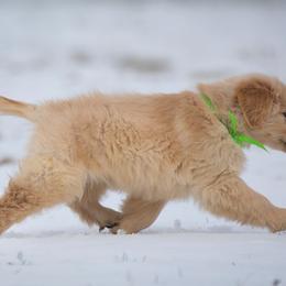 Golden Retriever Puppies from SUN-GOLDEN KENNELS