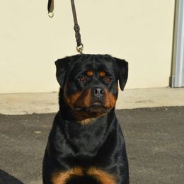 Lana - Rottweiler