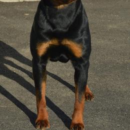 Lana - Rottweiler