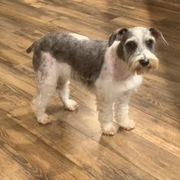 Coco - Miniature Schnauzer