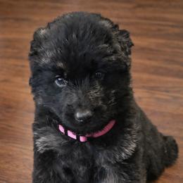 German Shepherd Puppies from Brooks High Quality Breeders