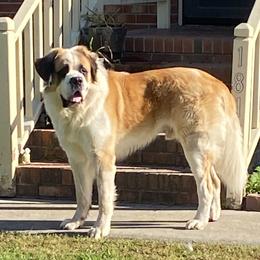 Clyde - Saint Bernard
