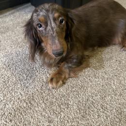 Bernadette - Dachshund