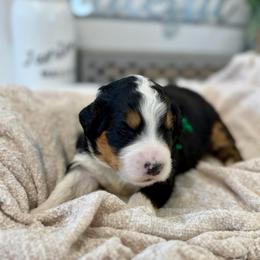 Mr. Loved - Tri-color male Bernedoodle puppy in Hegins, Pennsylvania from Bubbling Springs Doodles, LLC