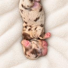 Morticia - Dapple female Dachshund puppy in Bartlett, Illinois from Dachshundsnextdoor